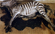 decaying zebra